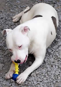 Immortalz Sassy Sally